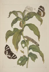 Tafel XXVI aus Metamorphosis Insectorum Surinamensium von Maria Sibylla Merian, 1705